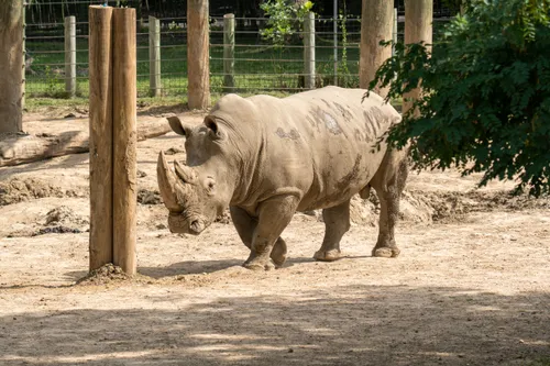 A white rhinoceros explores its habitat at Peoria Zoo