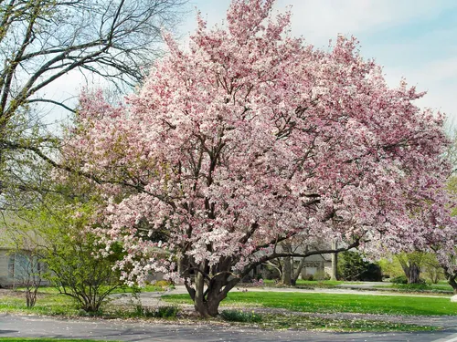 Cherry tree in full spring bloom at Holliday Park
