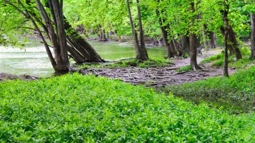 Near the river on a rainy day