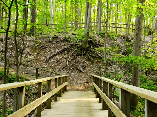 Wooden boardwalk leads into the forest