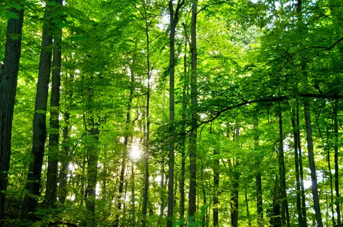 The park's east section is densely forested
