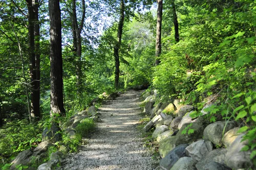 Tranquil forest path amid lush greenery