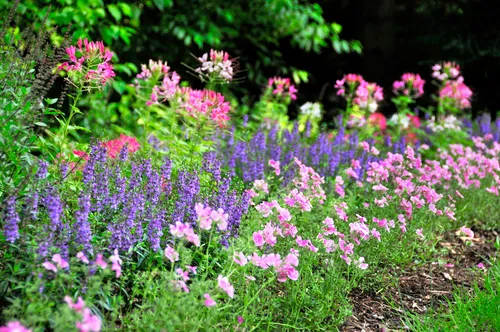 Purple and pink blooms flourish in the Lilly Gardens