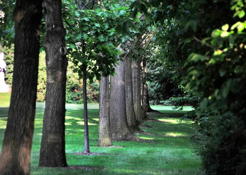 Row of tall trees creates a shaded corridor through the grounds