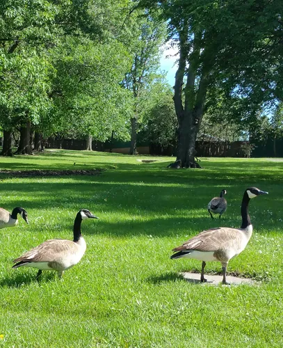 Canada geese stroll across lush green lawns in the park
