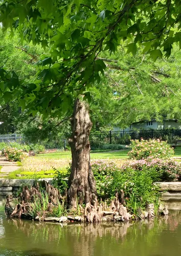 A tree grows on a small circular island in the pond