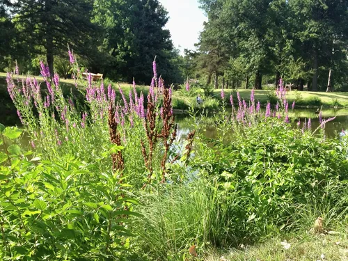 Purple blooms and summer greenery