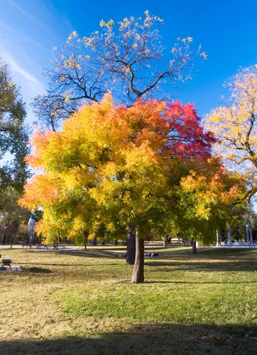 Brilliant fall colors transform trees along the park's walking paths