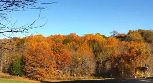 Fall foliage creates a vibrant canopy over the hillside