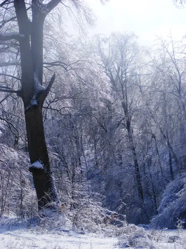 Wintertime on the woodland trails