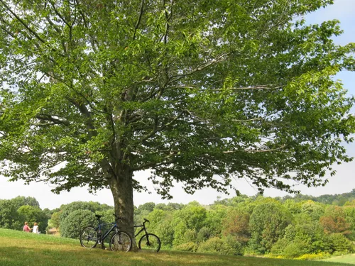 A large shade tree overlooks the park's green expanse