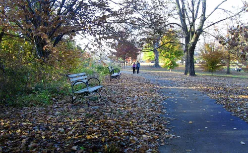 Fallen leaves carpet the ground during autumn
