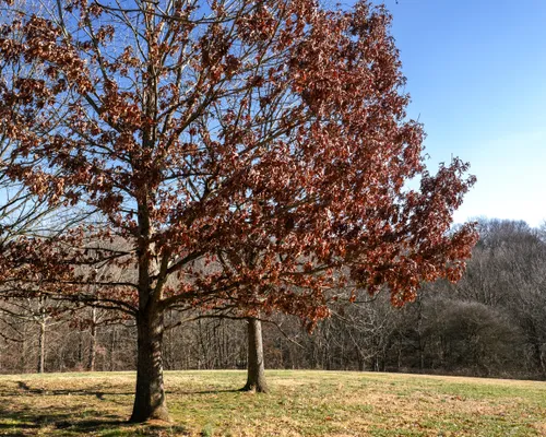 A large oak displays copper leaves against the winter landscape