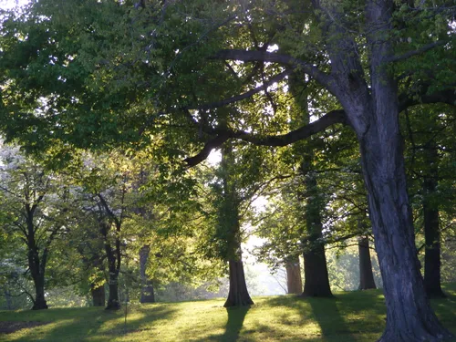 Afternoon sunlight streams through the trees