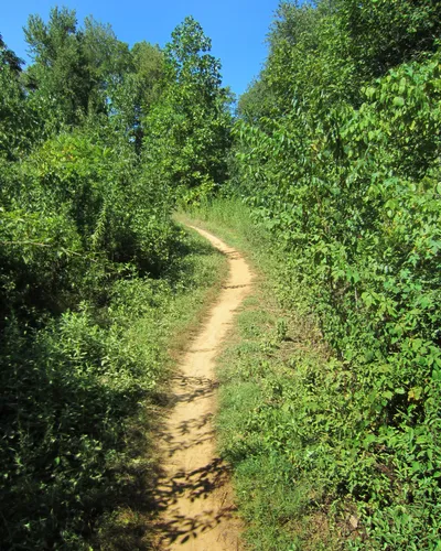 A narrow dirt trail winds through dense summer greenery