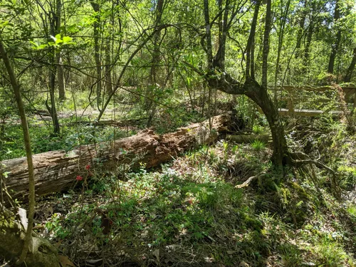 A fallen tree rests among dense undergrowth in the forest