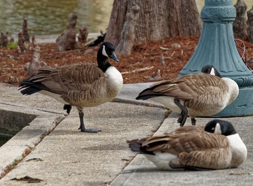Canadian geese resting near the water