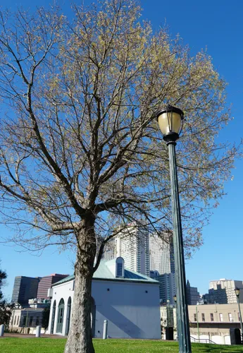 Budding tree post along the New Orleans riverfront