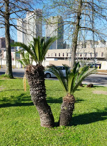 Palm trees growing in the grassy area of Woldenberg Park