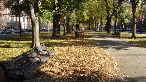 Bench nestled among fallen leaves on the mall's shaded walkway