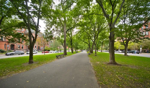 Lush green canopy above the park's central pathway