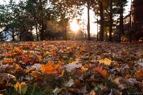 Autumn leaves carpet the ground as sunlight filters through trees