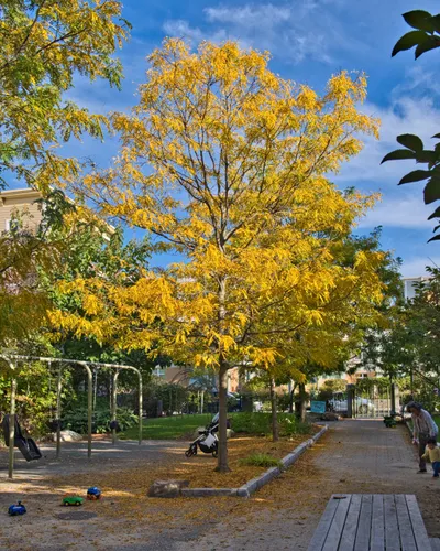 Vibrant yellow autumn foliage by the playground