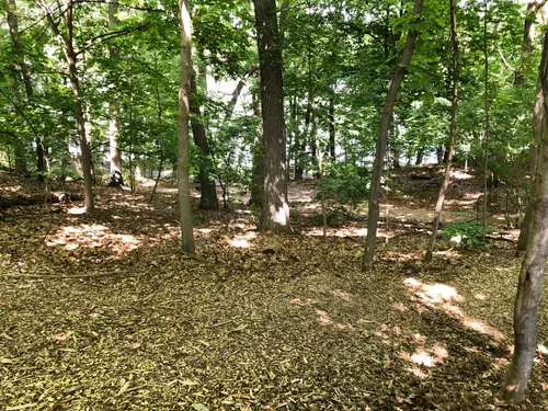 Wooded areas surround the park