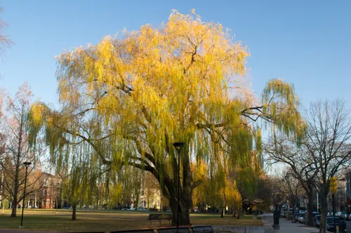 Willow tree displaying vibrant autumn foliage