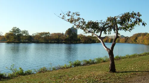 A solitary tree stands by the tranquil waters of the Charles River