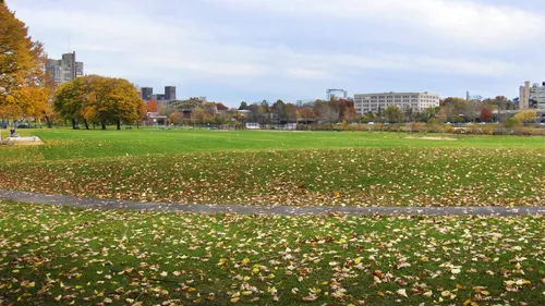 Fall foliage scattered across the wide open green space of Magazine Beach