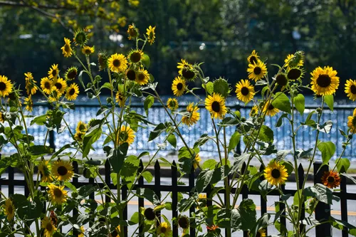 Sunflowers grow along a fence with the Charles River visible behind
