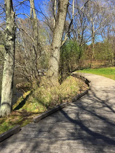 Wooden boardwalk and spring trees north of Fresh Pond