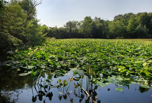 Lush lily pads cover the waters of Black's Nook