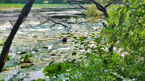 Water lilies and aquatic plants thrive along the pond's edge