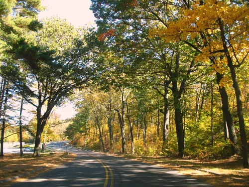 Autumn foliage creates a golden tunnel along the winding parkway east of Green Hill Pond
