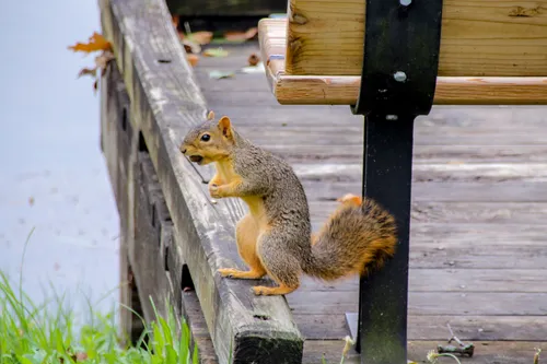 Curious squirrel near a wooden bench