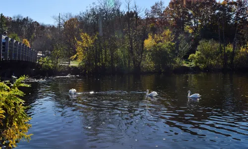 Swans glide across the river in autumn