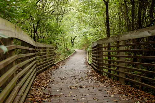 Wooden boardwalk under trees
