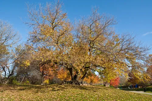 Autumn colors transform trees along the riverbank