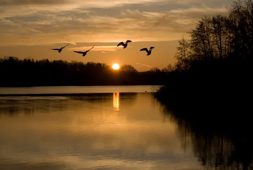 Birds flying over Huron River in front of the setting sun