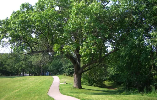 Looking north along the park's green expanse