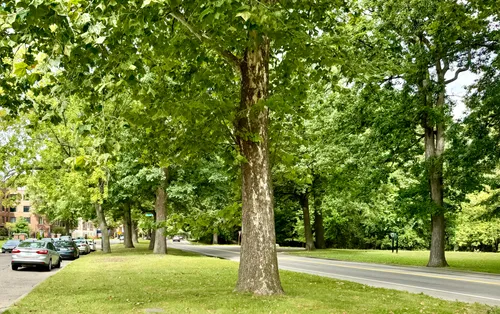 Large trees are scattered on the park grounds