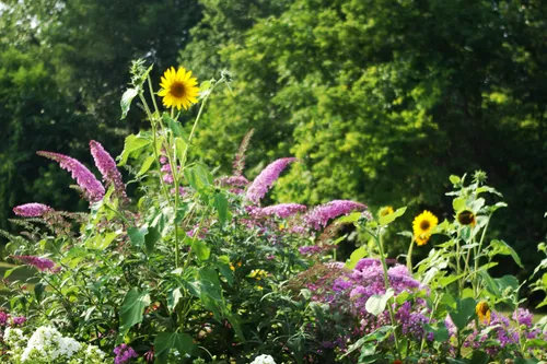 Sunflowers and summer lilac in full bloom at Highland Park