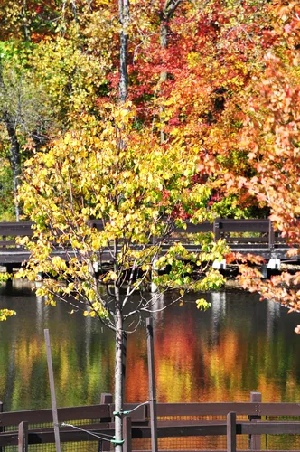 Autumn foliage along the lake's northern boardwalk