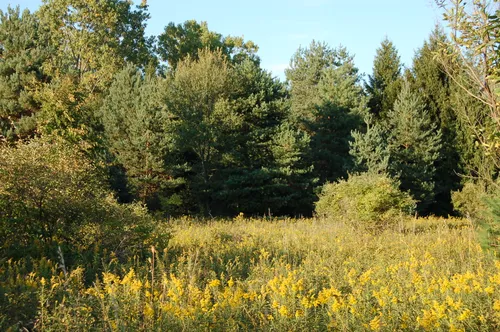 A meadow of yellow wildflowers borders a treeline at the park
