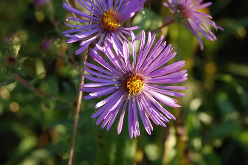 A purple New England aster in close detail