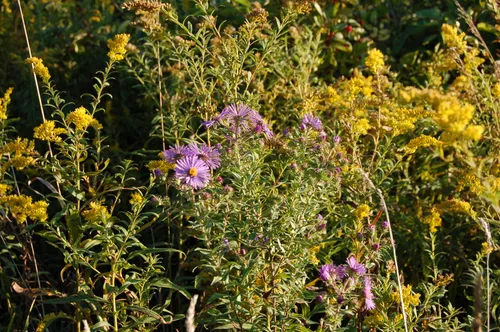 Yellow goldenrod and purple asters grow together in a late-season display