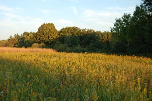 A wide golden field stretches toward a distant treeline