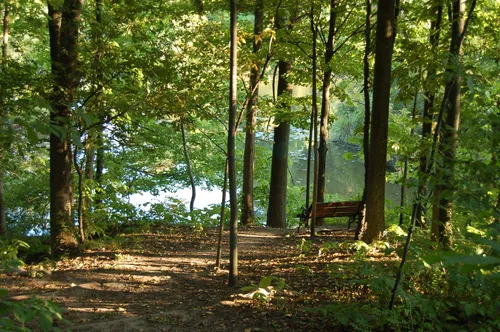 A wooded trail opens toward a calm stretch of water